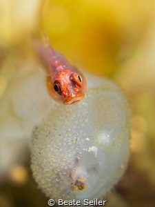 Little Gobi with eggs by Beate Seiler 